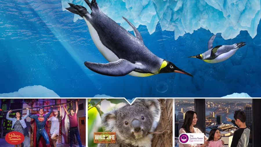 Sydney: Ultimate City Pass for 4 Attractions with Skywalk - Key Highlights at a Glance