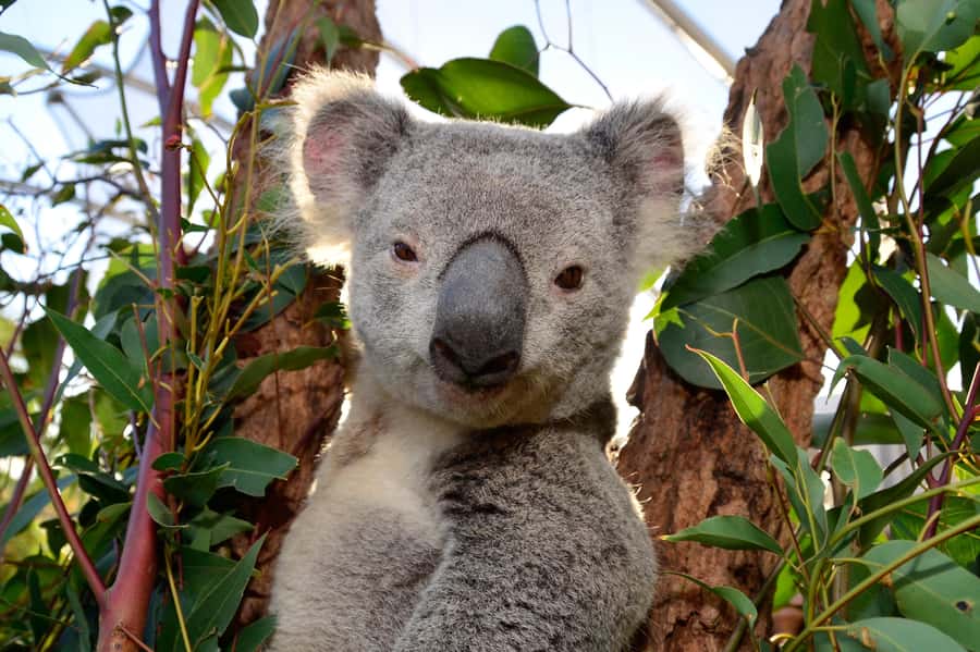 Sydney: Ultimate City Pass for 4 Attractions with Skywalk - Madame Tussauds Sydney: Celebrity Wax, Simple Fun