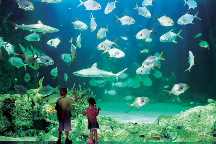 Sydney: Ultimate City Pass for 4 Attractions with Skywalk - Price and Value: Is $91 a Smart Buy?