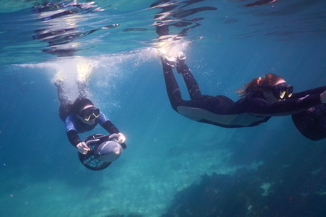 sydney underwater scooter tours - Clovelly, the smart shortcut to Sydney marine life