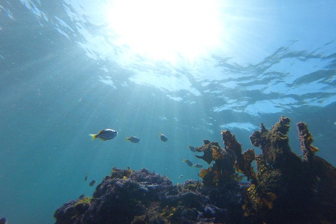 sydney underwater scooter tours - Why having a certified instructor nearby changes everything