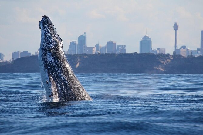 Sydney: Whale Watching Adventure Cruise - Spotting humpback whales: how guidance boosts your odds