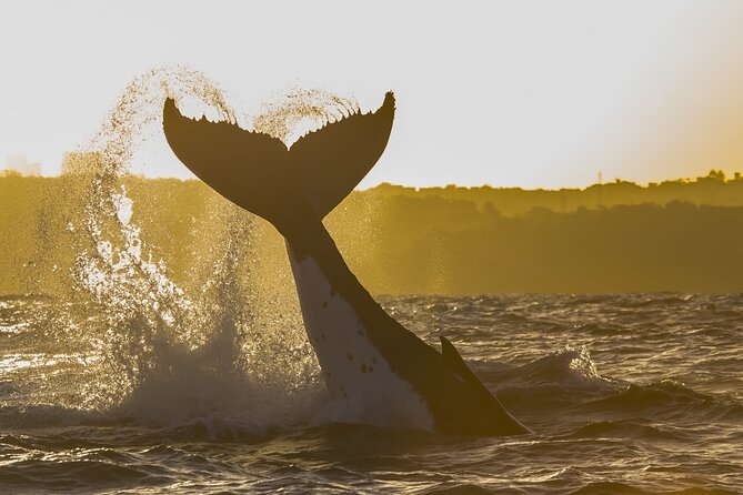 Sydney: Whale Watching Adventure Cruise - Deck comfort and onboard perks: coffee, drinks, and real weather help