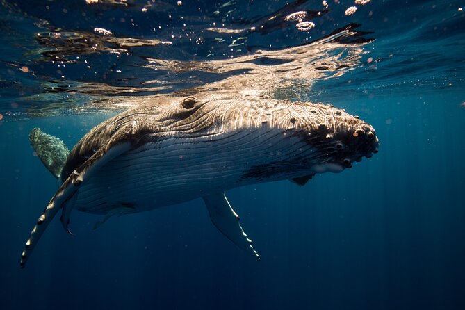Sydney Whale Watching Adventure Cruise - Marine spotting tips: what to do with your time on the water