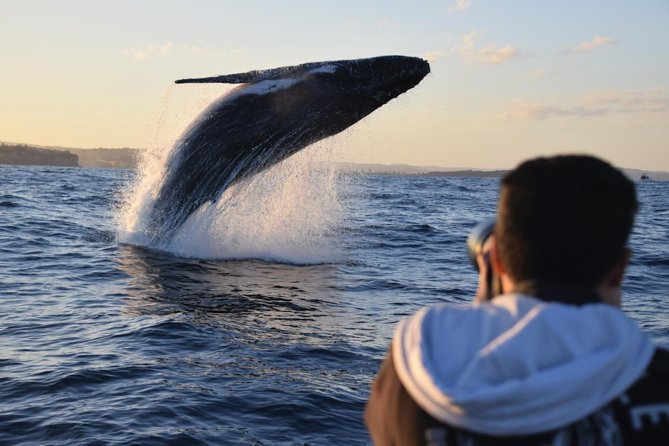 Sydney Whale-Watching by Speed Boat - Why this speedboat whale-watching beats the slow cruise option