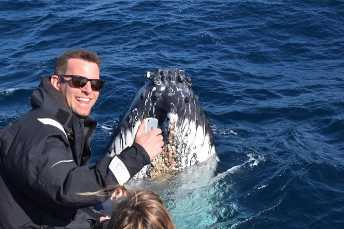 Sydney Whale-Watching by Speed Boat - Ocean Extreme: where humpbacks become the main character