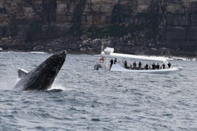 Sydney Whale-Watching by Speed Boat - Getting to Campbells Cove: your first win or time-waster