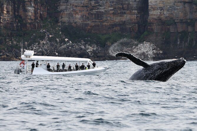 Sydney Whale-Watching by Speed Boat - What’s included (and what you should bring anyway)