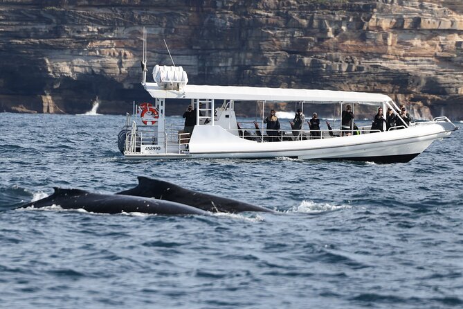 Sydney Whale-Watching by Speed Boat - How the speedboat changes your odds of spotting whales