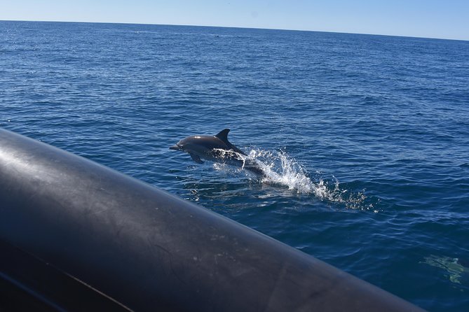 Sydney Whale-Watching by Speed Boat - Getting the best side of the experience (without overthinking it)