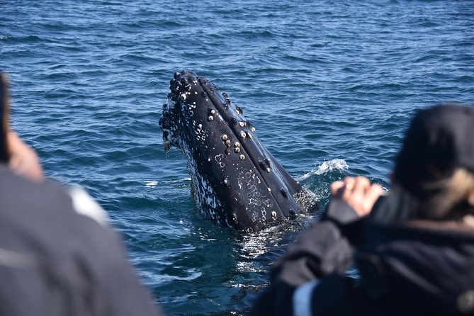 Sydney Whale-Watching by Speed Boat - Weather reality: why “good weather” controls your schedule