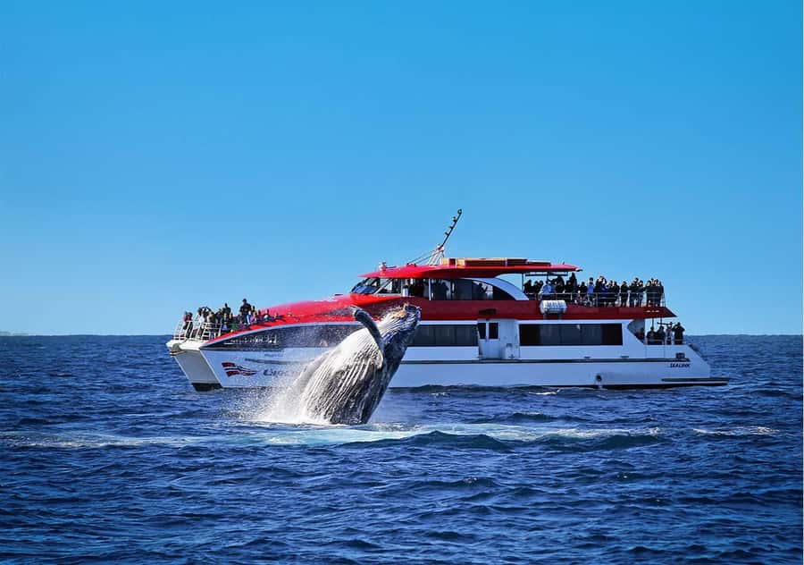 Sydney: Whale Watching Cruise and Taronga Zoo Package - Key Points to Know Before You Go