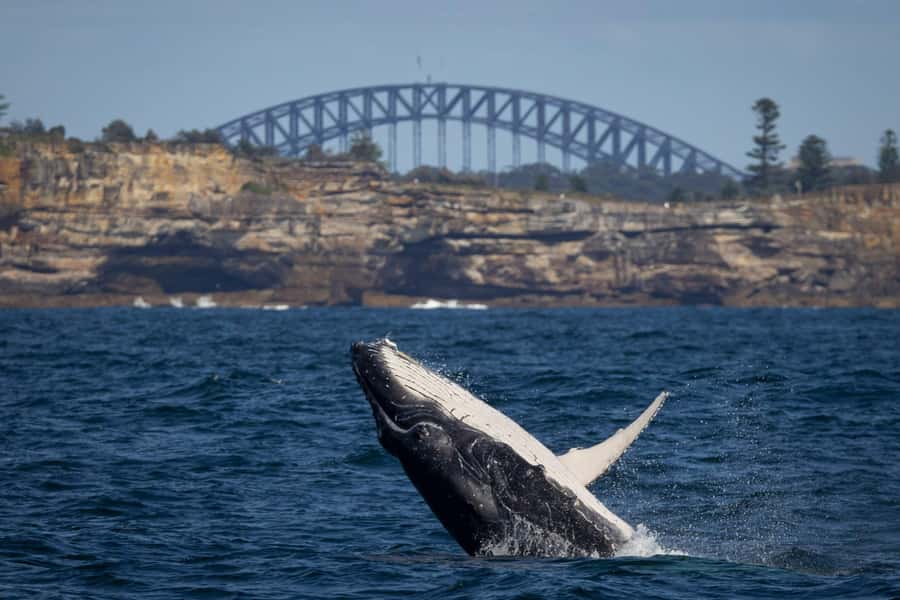 Sydney: Whale Watching Cruise and Taronga Zoo Package - Why This Sydney Whale + Taronga Combo Works So Well