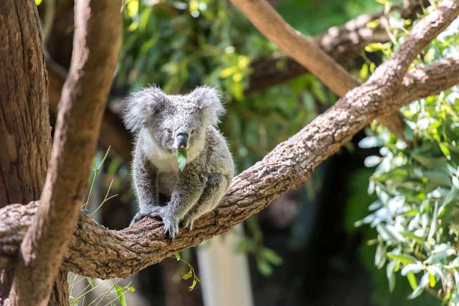 Sydney: Whale Watching Cruise and Taronga Zoo Package - Taronga Zoo After the Boat: Turning Time Into Animal Time