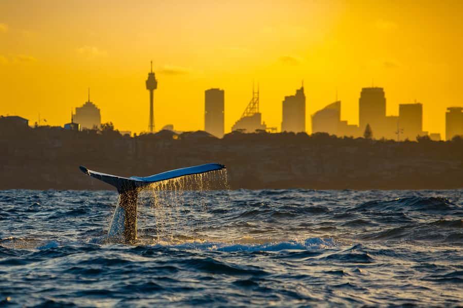 Sydney: Whale Watching Cruise and Taronga Zoo Package - Who This Tour Is Best For (And Who Should Skip It)