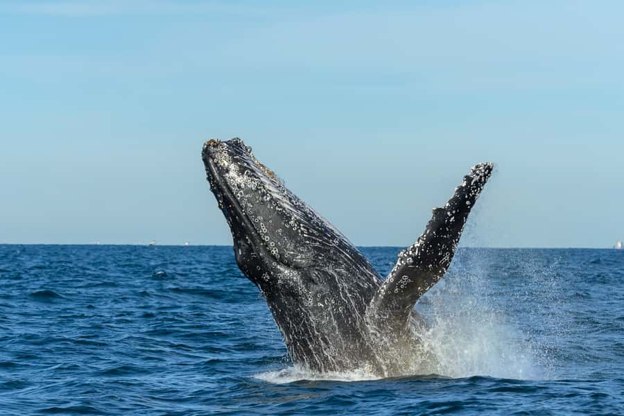 Sydney: Whale Watching Cruise and Taronga Zoo Package - My Practical Booking Checklist