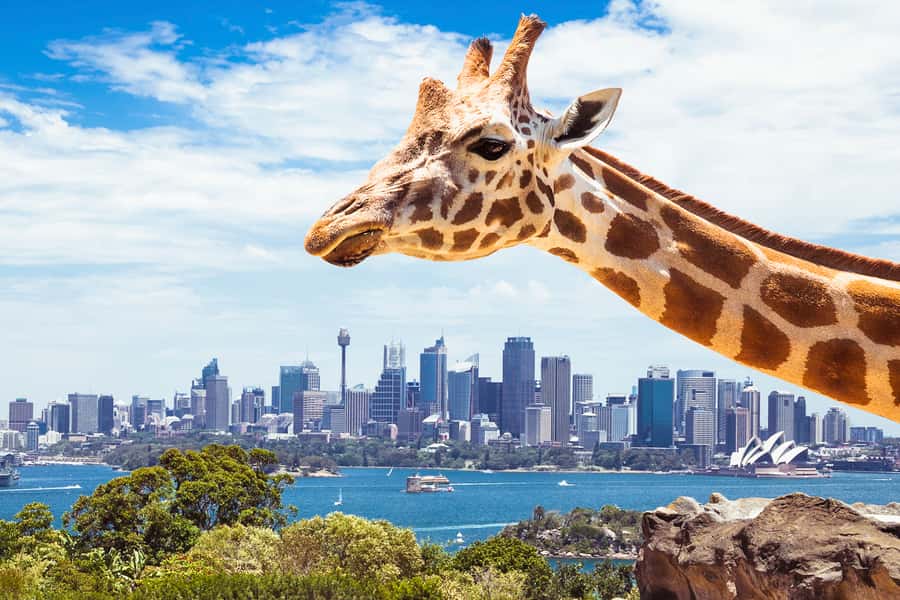 Sydney: Whale Watching Cruise and Taronga Zoo Package - The Whale Cruise: What You’re Really Signing Up For