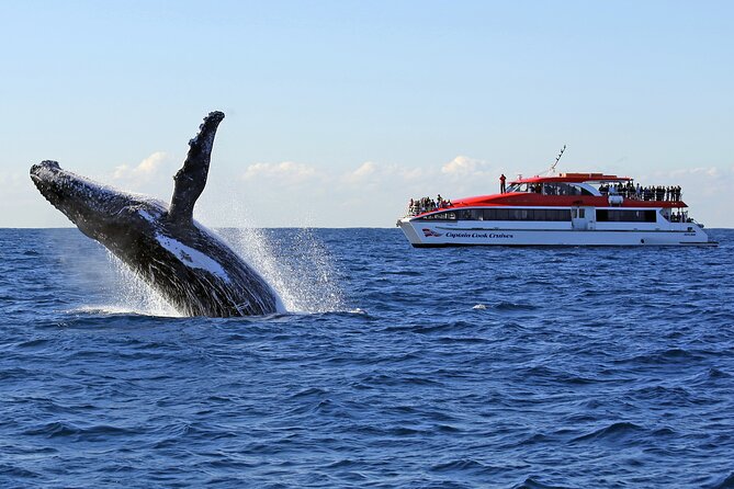 Sydney Whale Watching Cruise from Circular Quay - Key things to know before you go