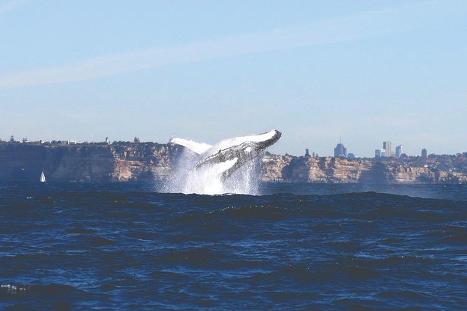 Sydney Whale Watching Cruise from Circular Quay - Boat setup and where to stand for better sightings