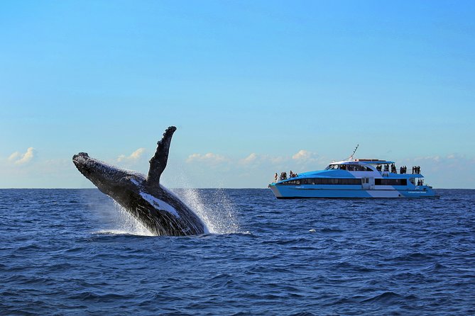 Sydney Whale Watching Cruise from Circular Quay - Live commentary: turning random sightings into real understanding