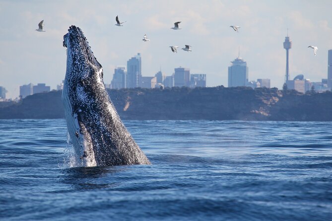 Sydney Whale Watching Cruise from Circular Quay - Tips that make the cruise smoother (and more fun)