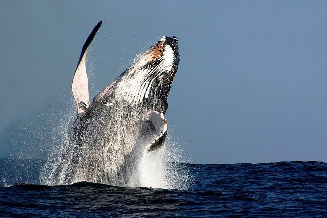 Sydney Whale-Watching Cruise Including Lunch or Breakfast - Quick Highlights You Should Know