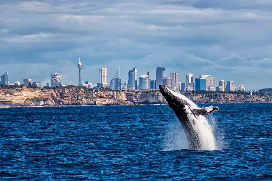 Sydney Whale Watching Cruise with Breakfast or Lunch - Boarding at Circular Quay: meeting point and onboard vibe