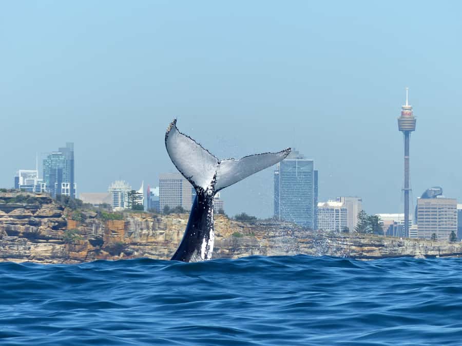 Sydney Whale Watching Cruise with Breakfast or Lunch - Breakfast or BBQ lunch included: what you’ll eat and when