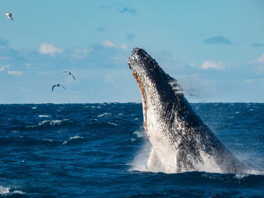 Sydney Whale Watching Cruise with Breakfast or Lunch - Deck comfort and motion sickness: your real success factor