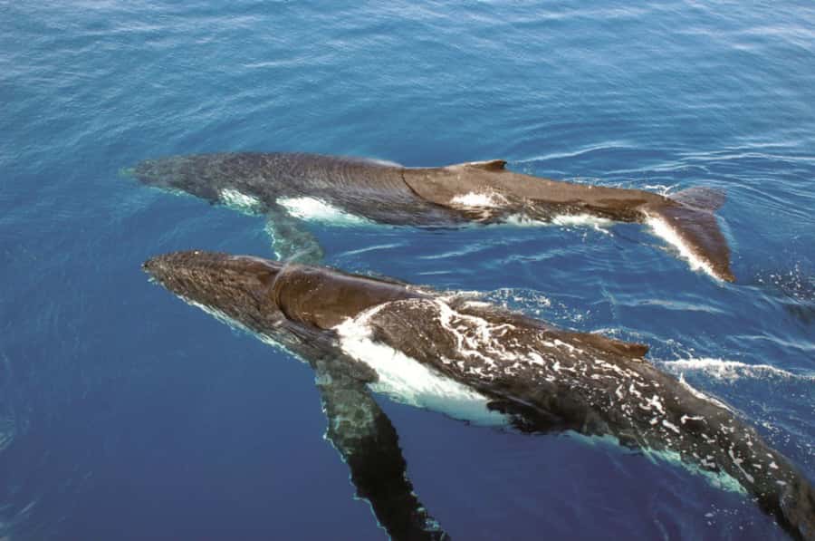 Sydney Whale Watching Cruise with Breakfast or Lunch - Whale-watching reality check: what you can expect without disappointment