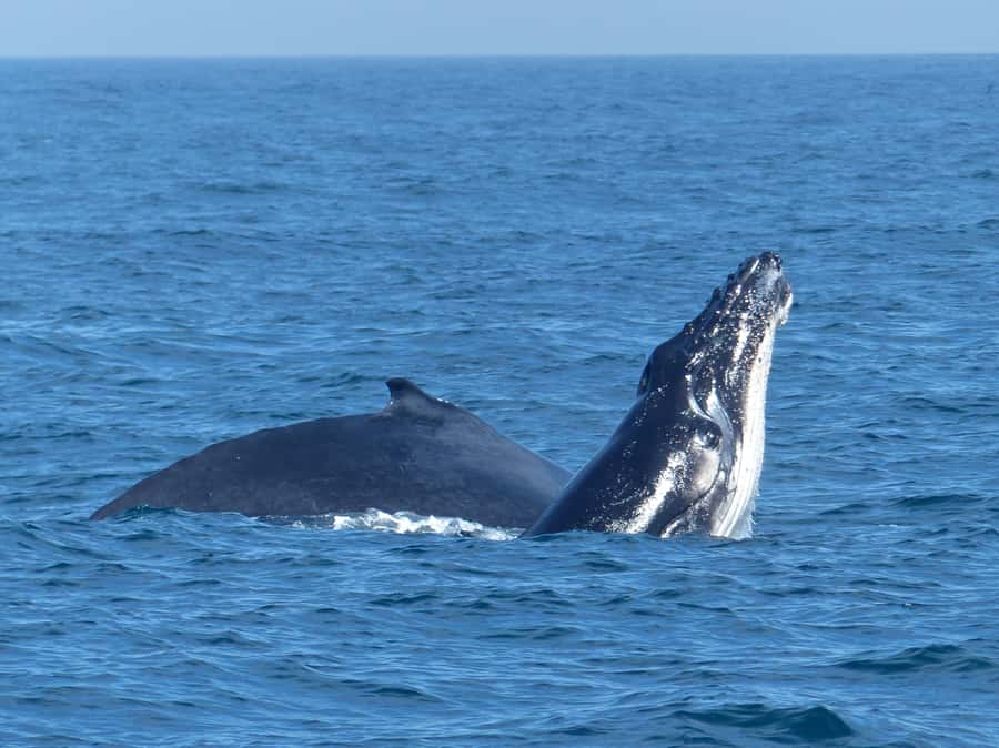 Sydney Whale Watching Cruise with Breakfast or Lunch - Who this suits best in Sydney, and who should skip it