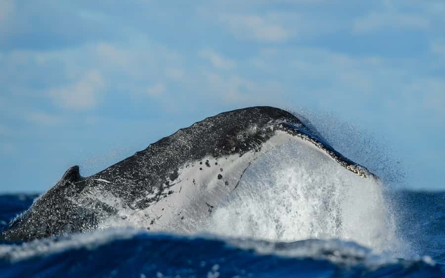 Sydney Whale Watching Cruise with Breakfast or Lunch - Should you book this humpback cruise?