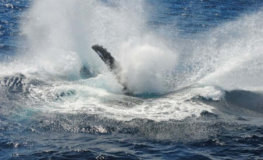 Sydney Whale Watching Cruise with Breakfast or Lunch - FAQ