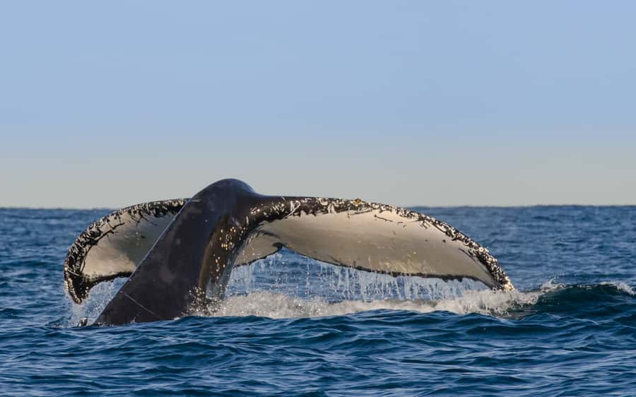 Sydney Whale Watching Cruise with Breakfast or Lunch - Sailing past Sydney Heads: where whale sightings usually start to happen