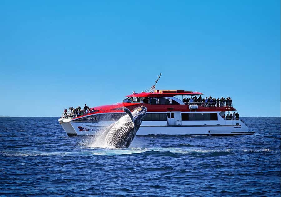 Sydney: Whale Watching & Hop On Hop Off Cruise Package - Key Highlights to Know Before You Go