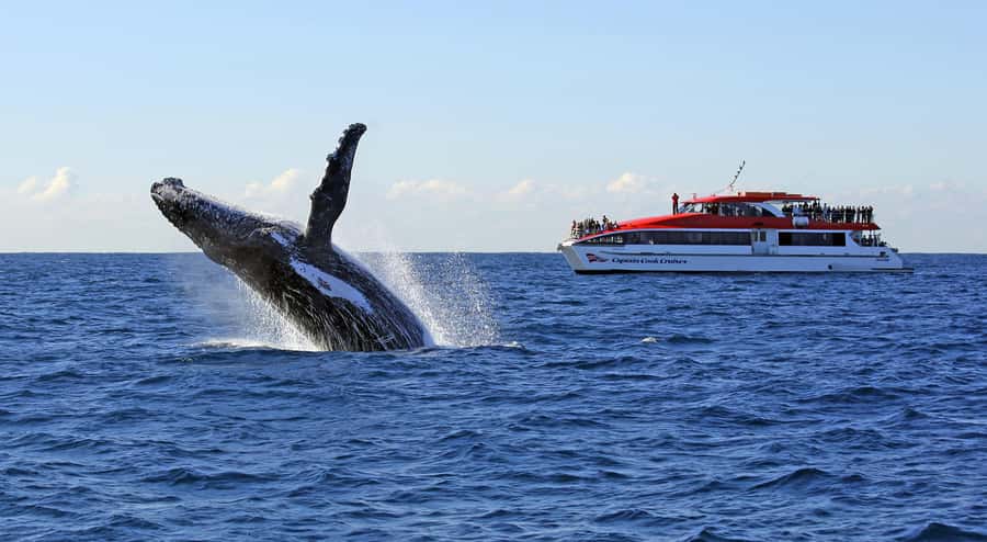 Sydney: Whale Watching & Wildlife Cruise - Key Things to Know Before You Go