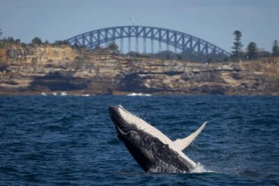 Sydney: Whale Watching & Wildlife Cruise - From Circular Quay Wharf 6 to the Harbour Entrance
