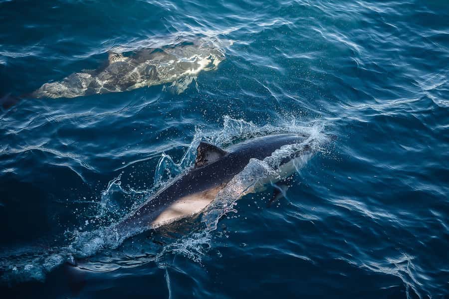 Sydney: Whale Watching & Wildlife Cruise - The 95% Whale Sighting Guarantee (and the Free Second Cruise)