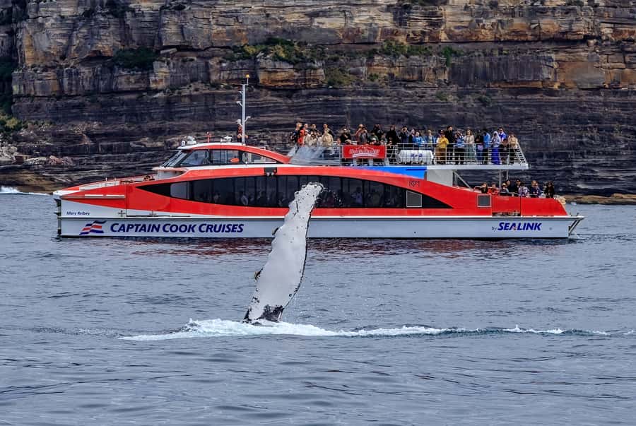 Sydney: Whale Watching & Wildlife Cruise - Comfort at Sea: Warm Clothes, Motion, and Where to Sit