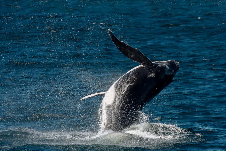 Sydney: Whale Watching & Wildlife Cruise - The Sydney Views Part: Coastline Plus Harbour Landmarks