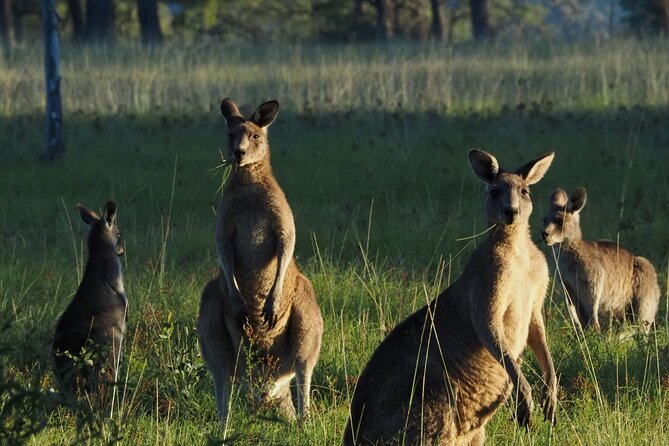 Sydney Wildlife Safari - Key highlights (what makes this tour feel special)