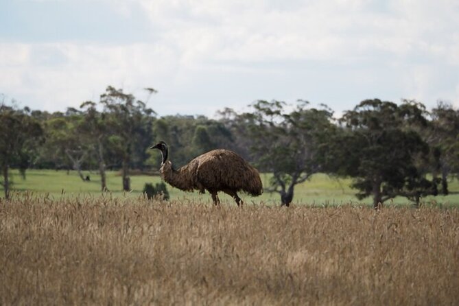 Sydney Wildlife Safari - From Circular Quay To Bowral: The Southern Highlands Field Trip