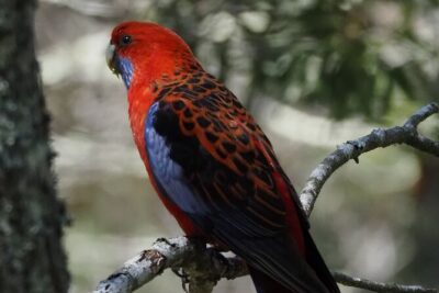 Sydney Wildlife Safari - The Great Western Wildlife Corridor: More Than a Slogan