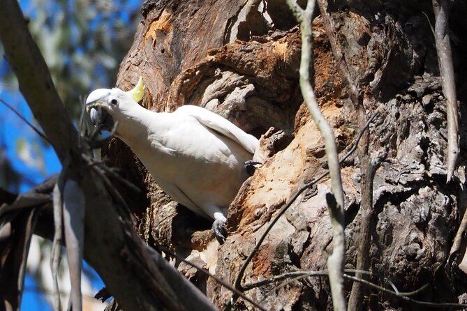 Sydney Wildlife Safari - Dinner at an Old Pub, Then Night Spotlighting for Wombats and More