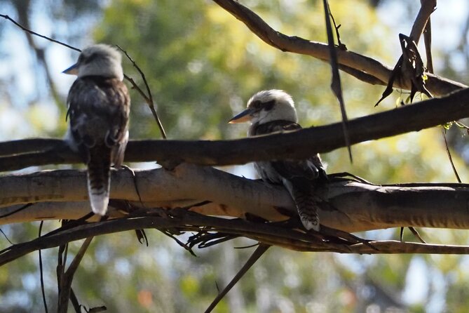 Sydney Wildlife Safari - Gear, Comfort, and the 1 km-At-A-Time Reality Check