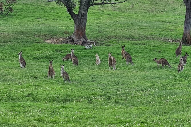 Sydney Wildlife Safari - Price and Value: What $304.83 Covers (and Why It Adds Up)