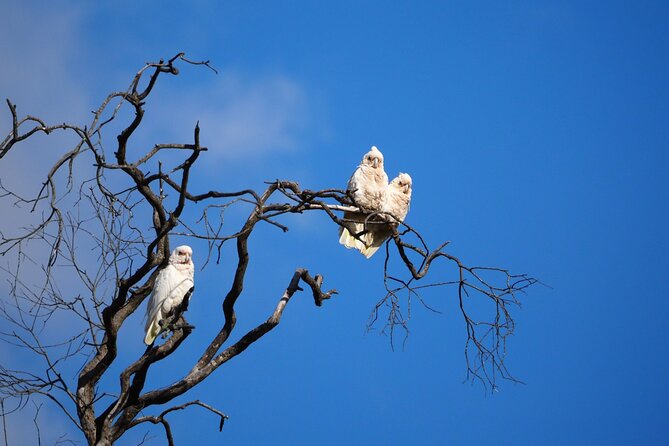 Sydney Wildlife Safari - Who Should Book This Safari (and who should pass)