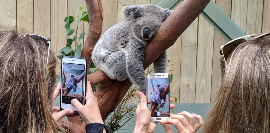 Sydney: Wildlife, Waterfalls and Wine Small Group Tour - Morning wildlife: why the private koala encounter sets the tone