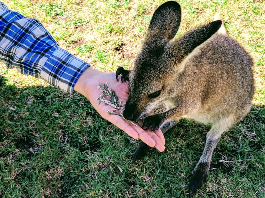Sydney: Wildlife, Waterfalls and Wine Small Group Tour - Small group minibus days: smooth enough, plan around the road