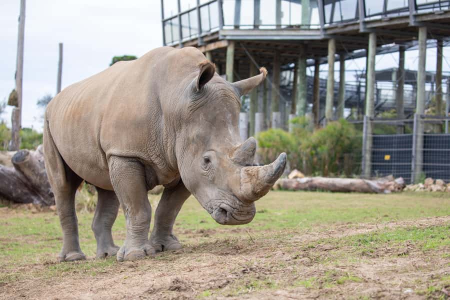 Sydney Zoo Admission Ticket - Key highlights at a glance